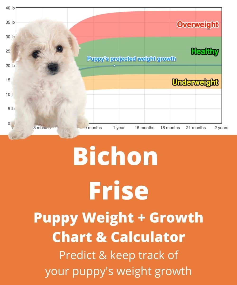 bichon-frise Puppy Weight Growth Chart